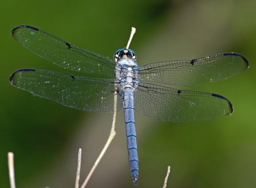 Male
2008_05_31_SC